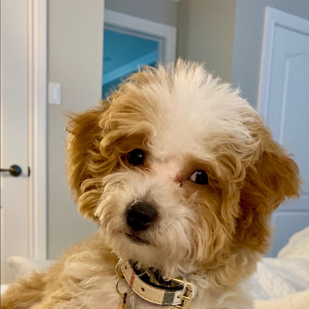 Meet your Posher, Annie